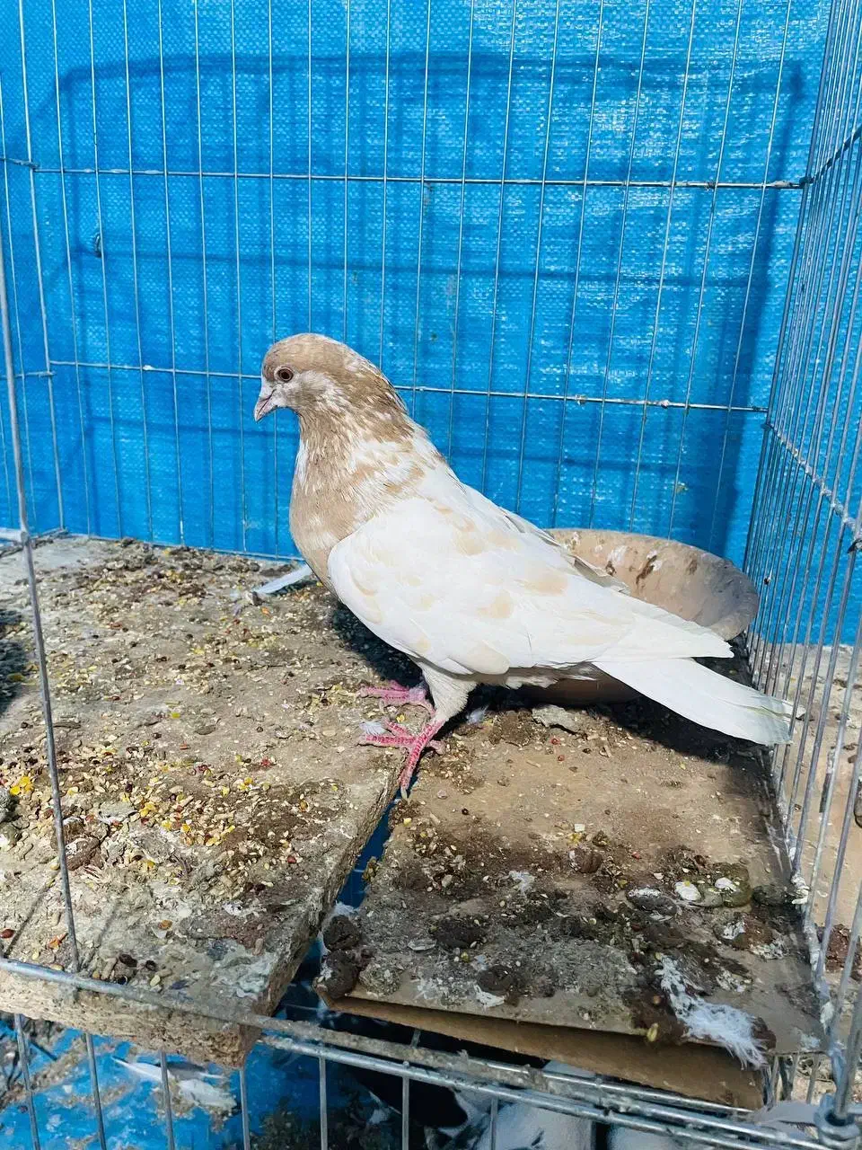 کفتر|پرنده|کاشان, پشت شهربانی|دیوار