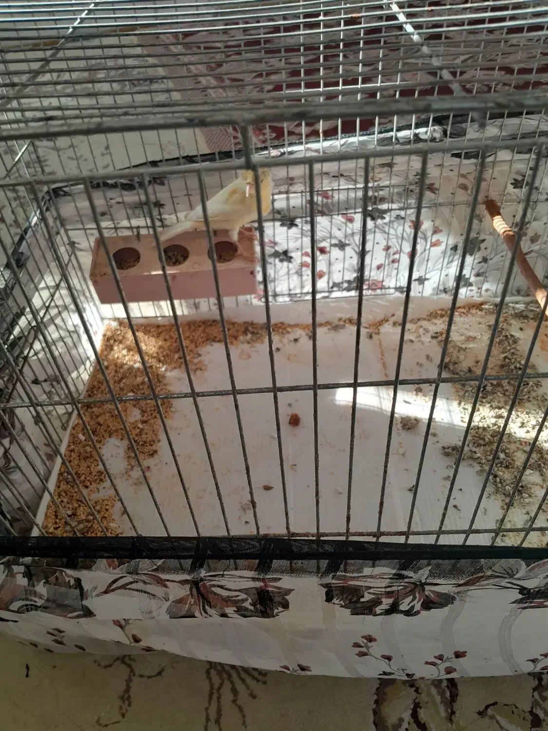 یک جفت قناری|پرنده|بجنورد, |دیوار