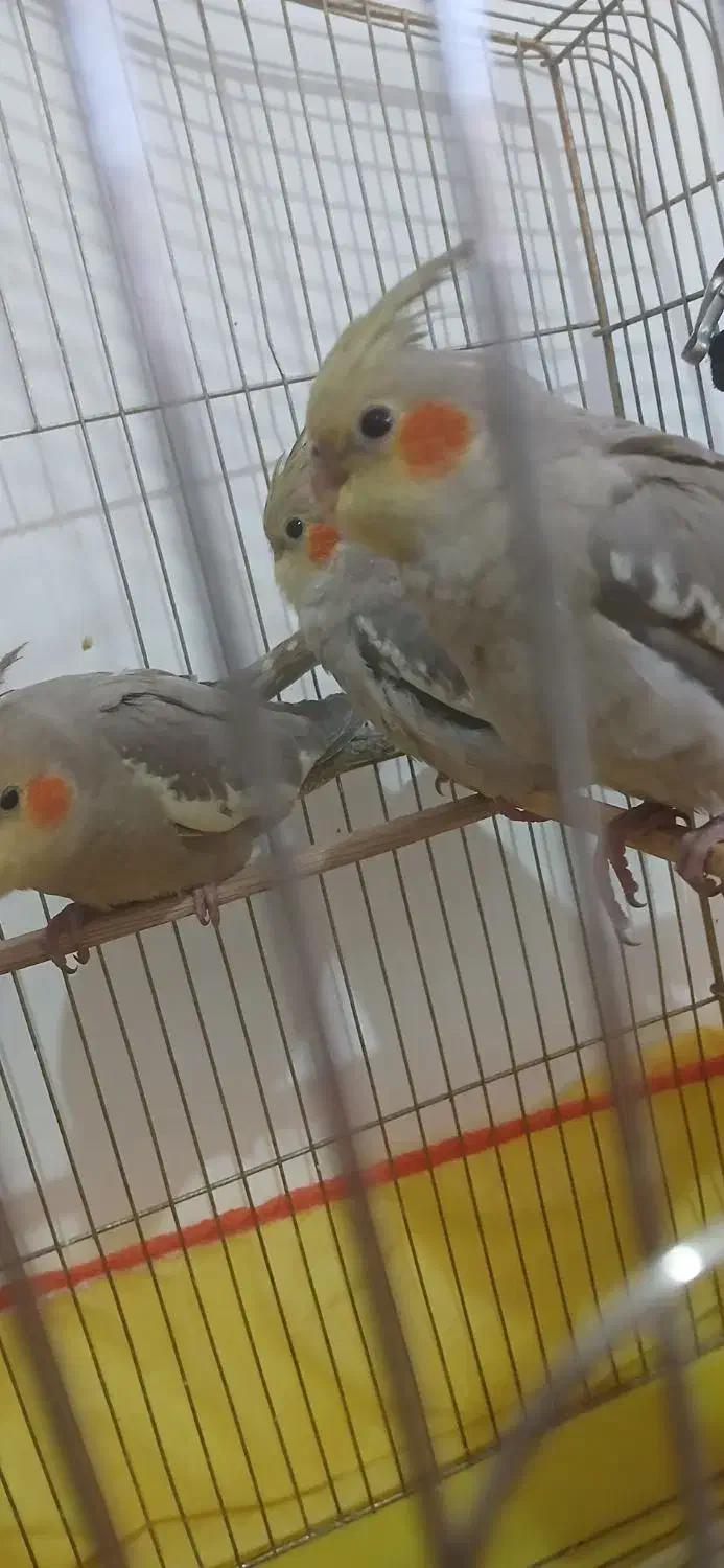 فروش سه عدد جوجه عروس هلندی دوماه|پرنده|سیرجان, |دیوار