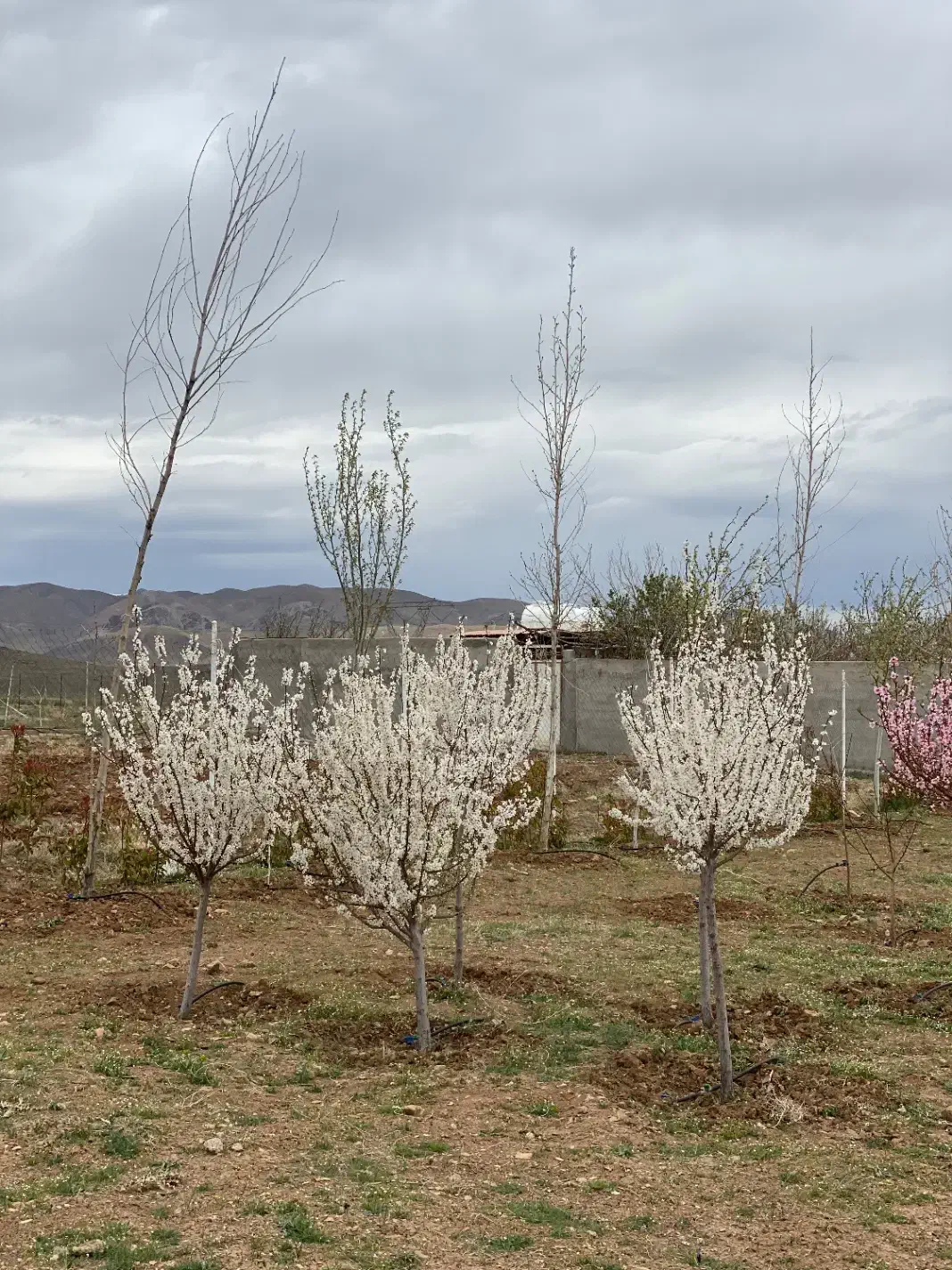 باغ ۳۰۰۰ متری دستجرد پشت دهکده صبا|فروش زمین و ملک کلنگی|خلجستان, |دیوار