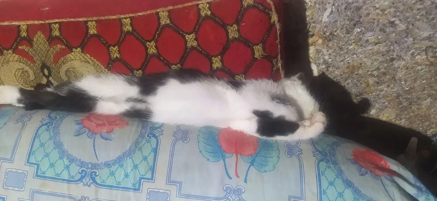 یک عدد گربه واگذاری|گربه|لاهیجان, یوسف آباد|دیوار