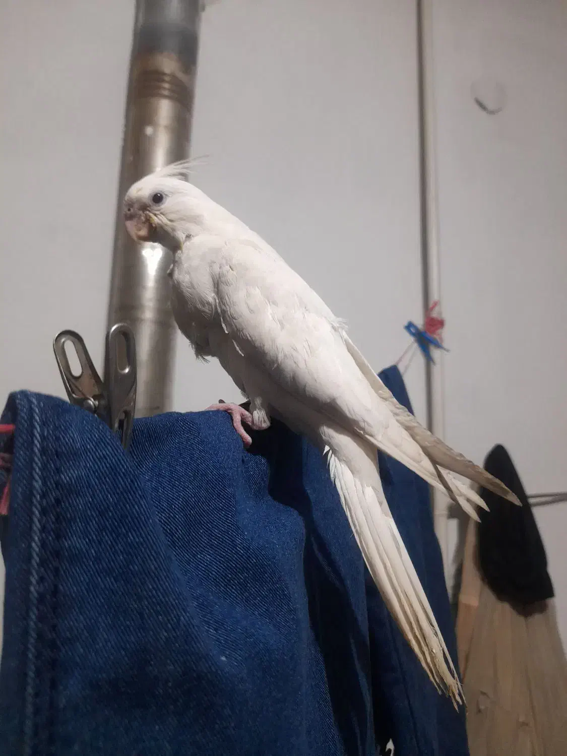 جوجه عروس هلندی آلبینو|پرنده|بروجرد, |دیوار