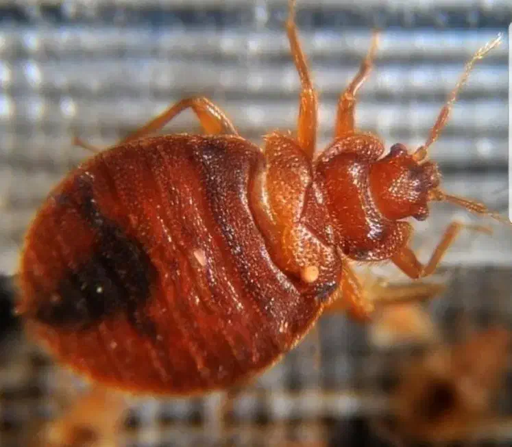 سمپاشی تخصصی ساس و سوسک سم پاشی با ضمانت 1 ساله|خدمات نظافت|پیشوا, |دیوار