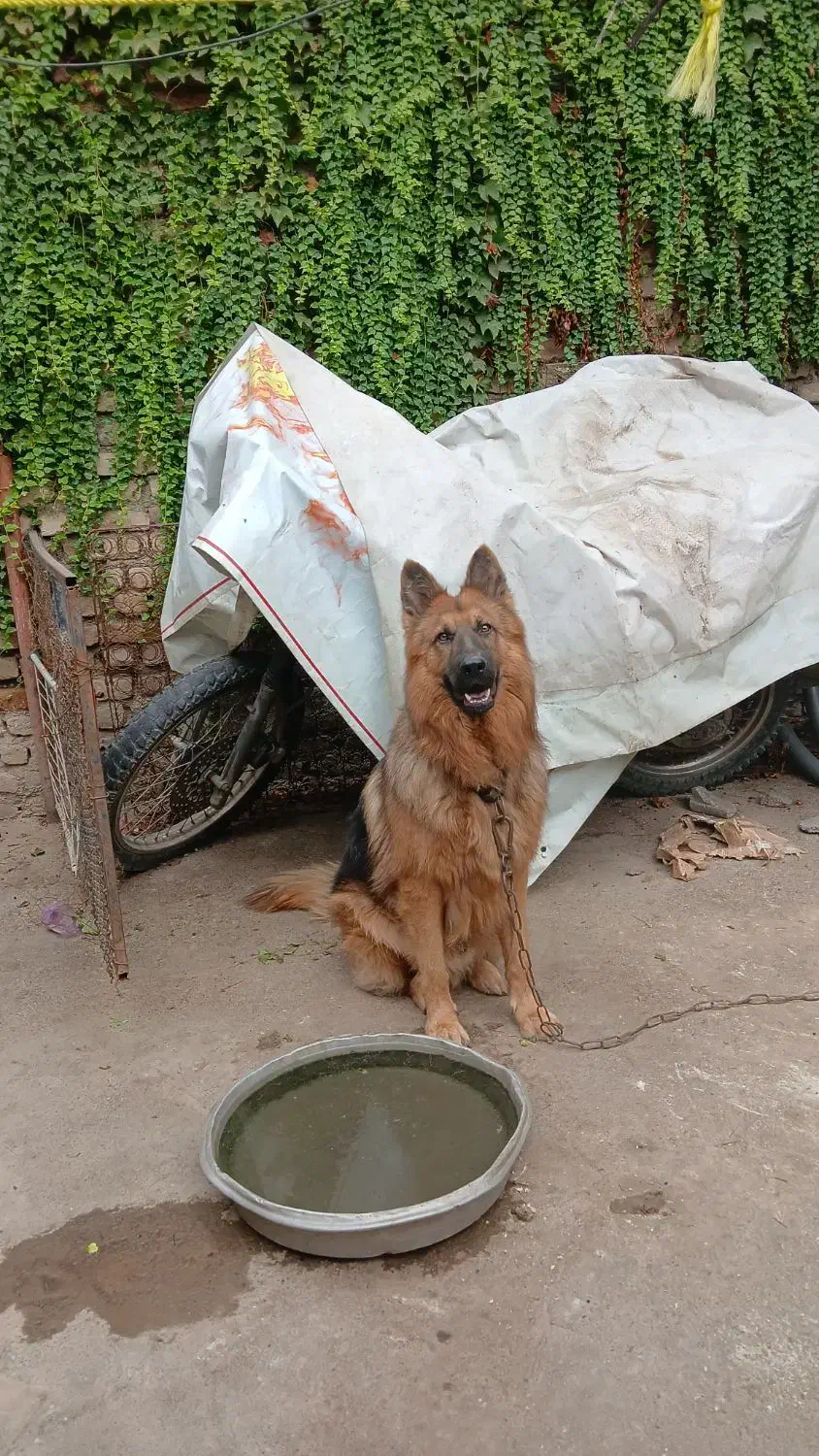 سگ ژرمن معاوضه|سگ|گرگان, |دیوار