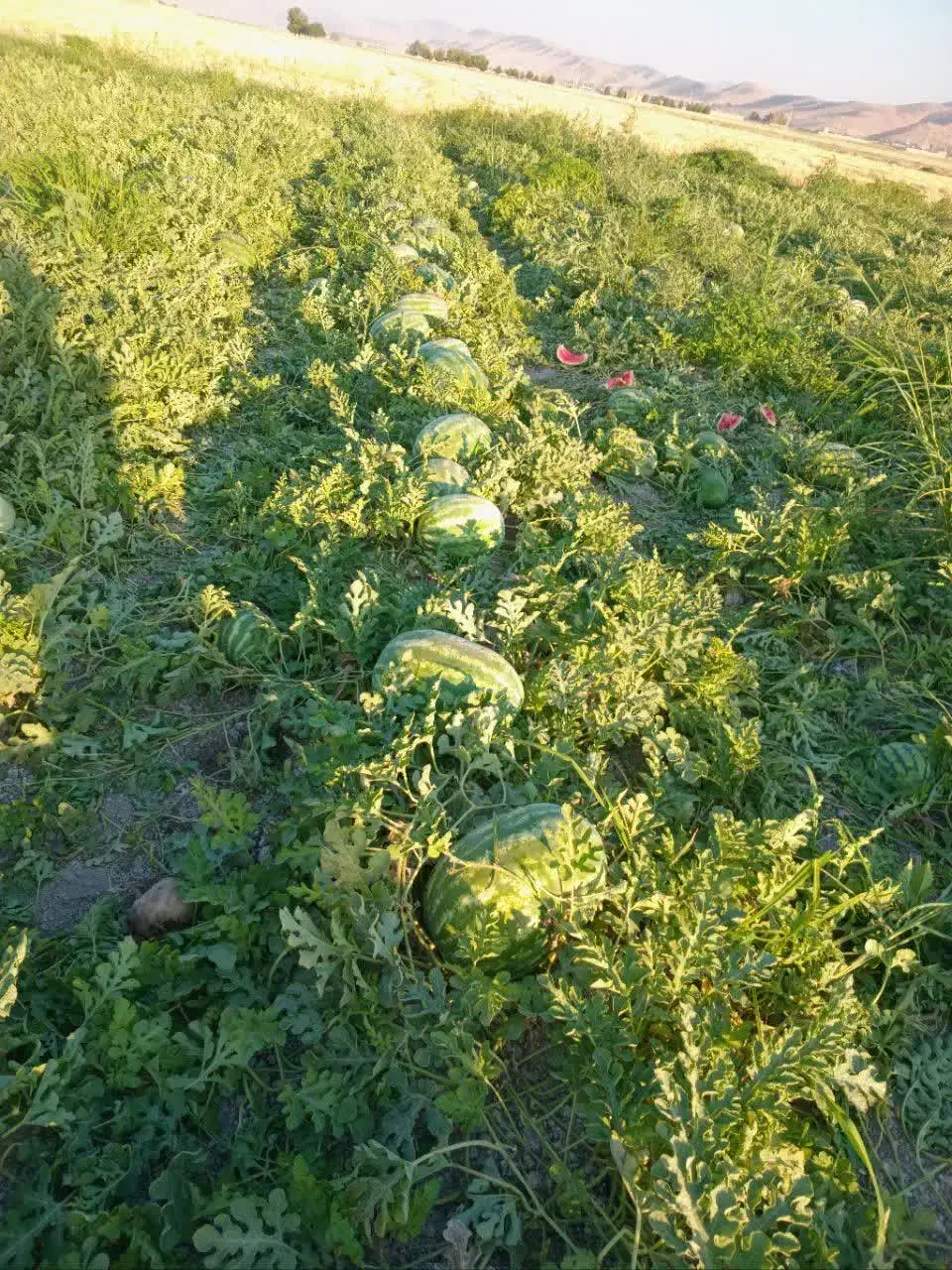 انواع بذر فضای باز و گلخانه‌ای|خدمات باغبانی و درختکاری|اهواز, نادری|دیوار