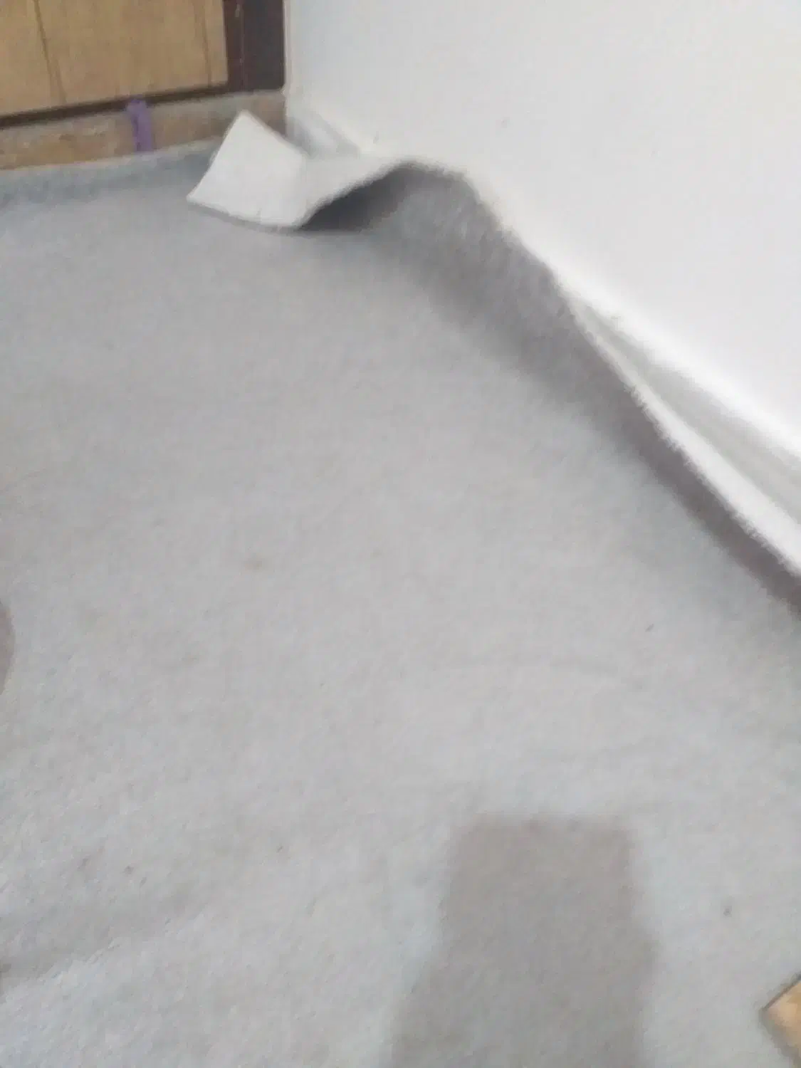 پلاژ موکت|موکت|دورود, |دیوار