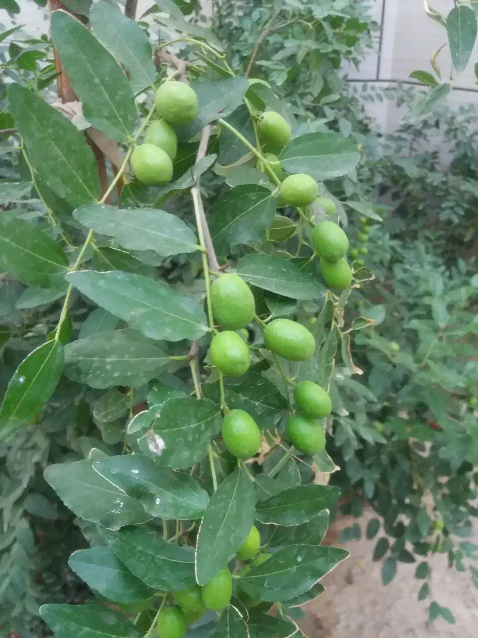 نهال عناب|گل و گیاه طبیعی|خسروشاه, |دیوار