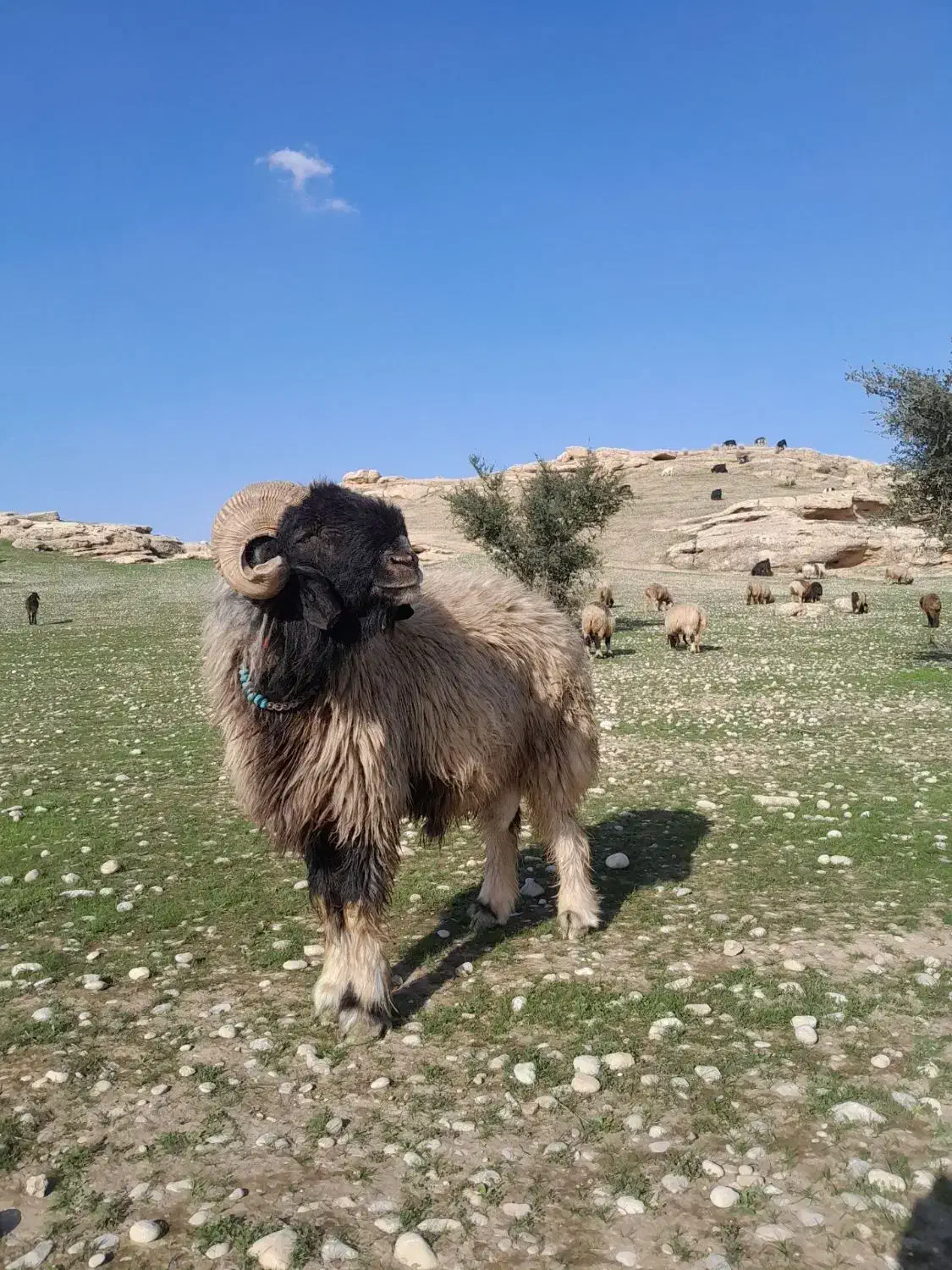 نرمیش60|حیوانات مزرعه|مسجد سلیمان, |دیوار