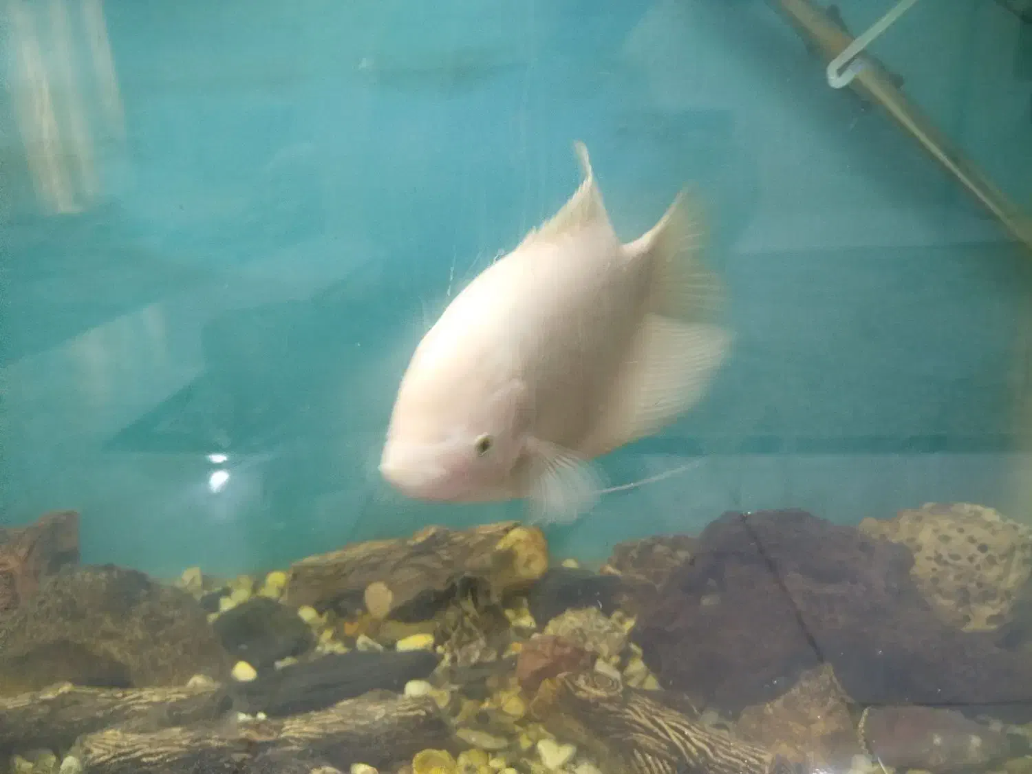 ماهی آکواریوم گوشت خوار معاوضه با چند تا لجن خوار|ماهی|زابل, |دیوار