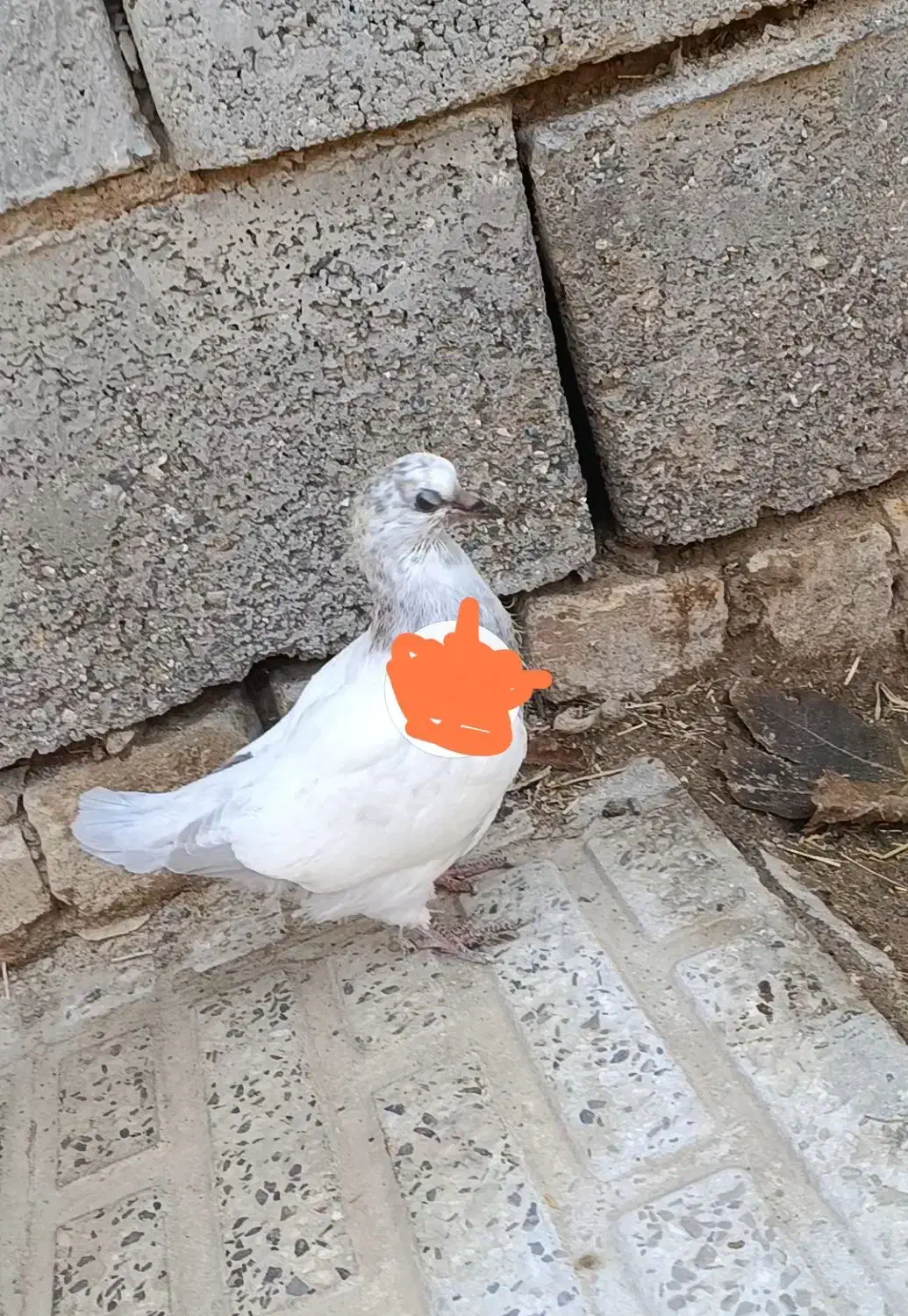 کبوتر گمشده|حیوانات|گلپایگان, |دیوار