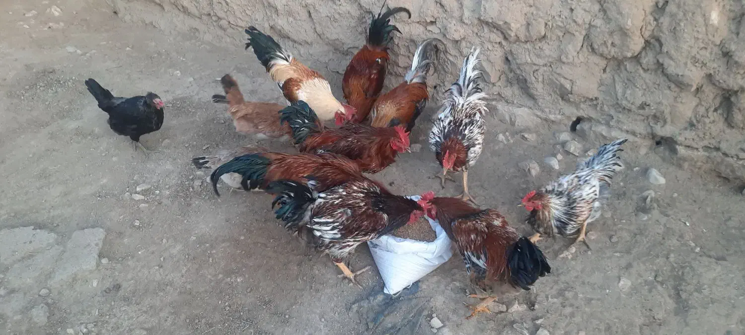 فروش عمده خروس|پرنده|گیلان غرب, |دیوار