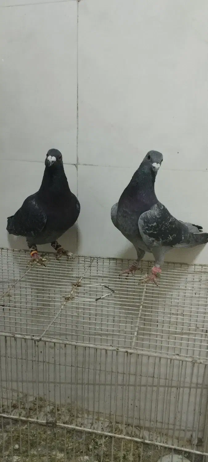 .یک جفت چاپی .عروس هلندی|پرنده|رشتخوار, |دیوار