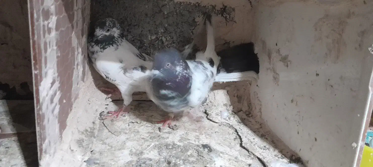 فوری|پرنده|رودان, |دیوار