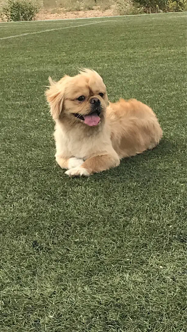 سگ نر نژاد پیکینیز|سگ|شیروان (خراسان), |دیوار