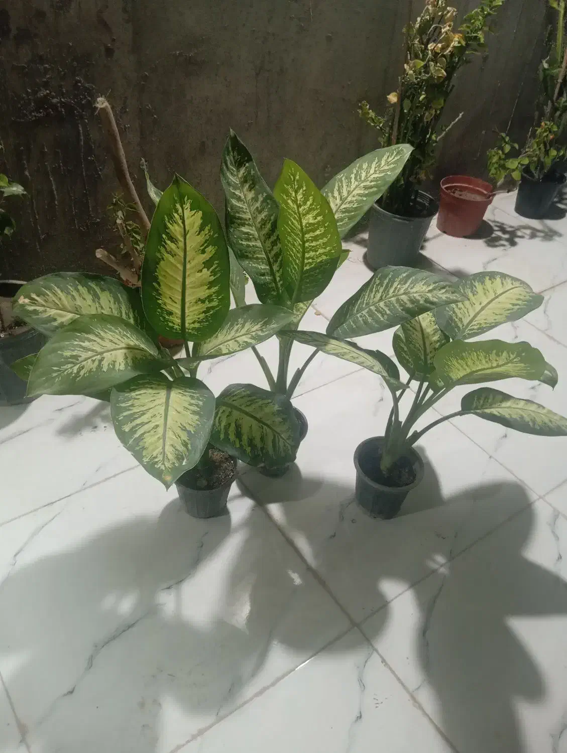 گل طبیعی دیفن باخیا|گل و گیاه طبیعی|قشم, |دیوار