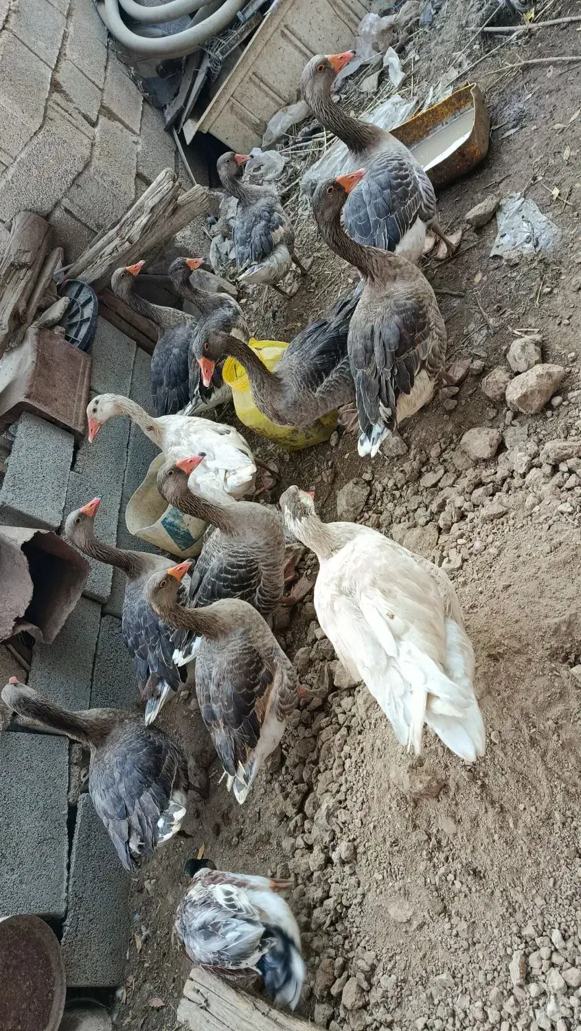 غاز|حیوانات مزرعه|شادگان, |دیوار