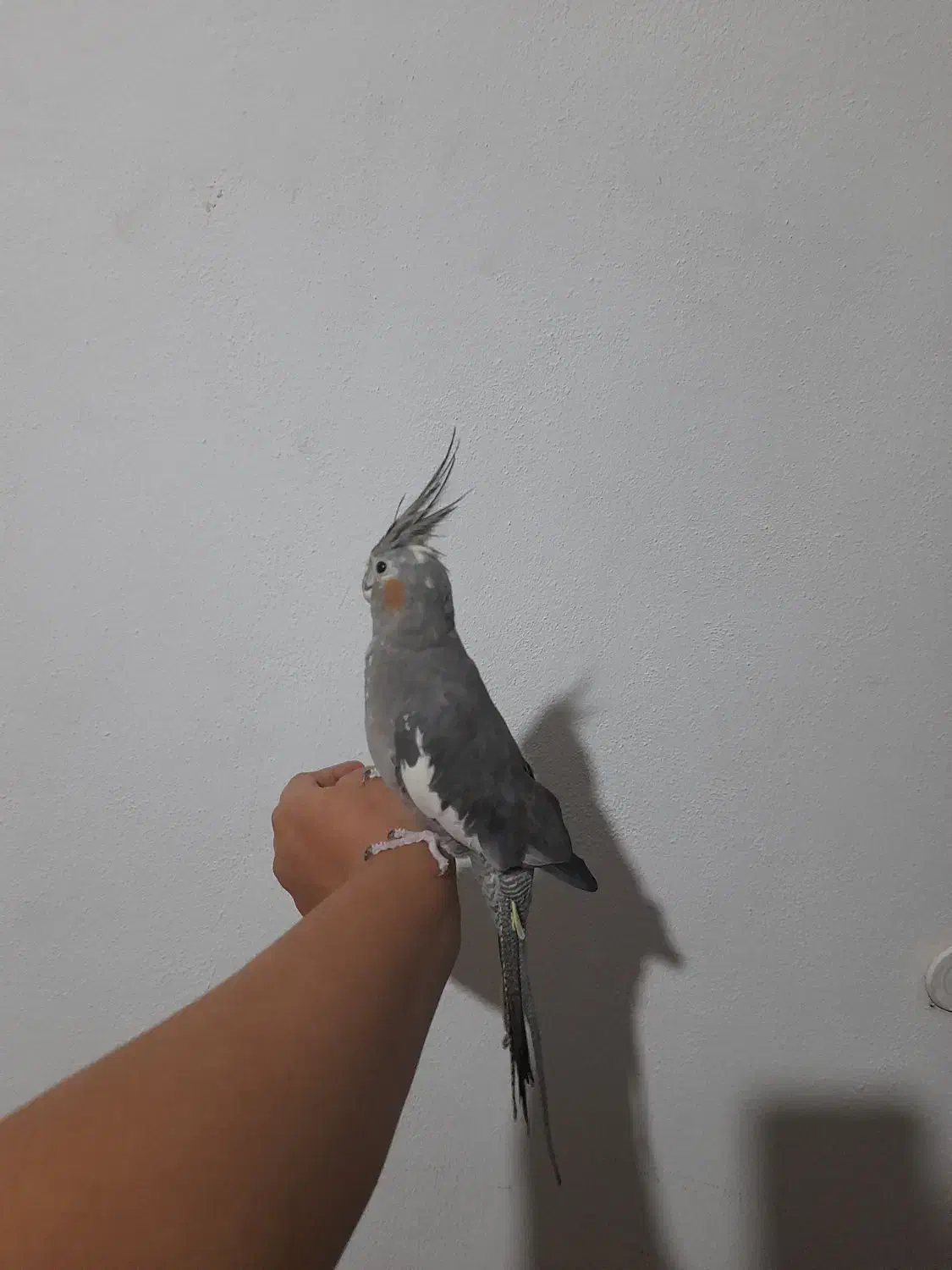 عروس هلندی ماده ۱ساله دستی|پرنده|تنکابن, |دیوار