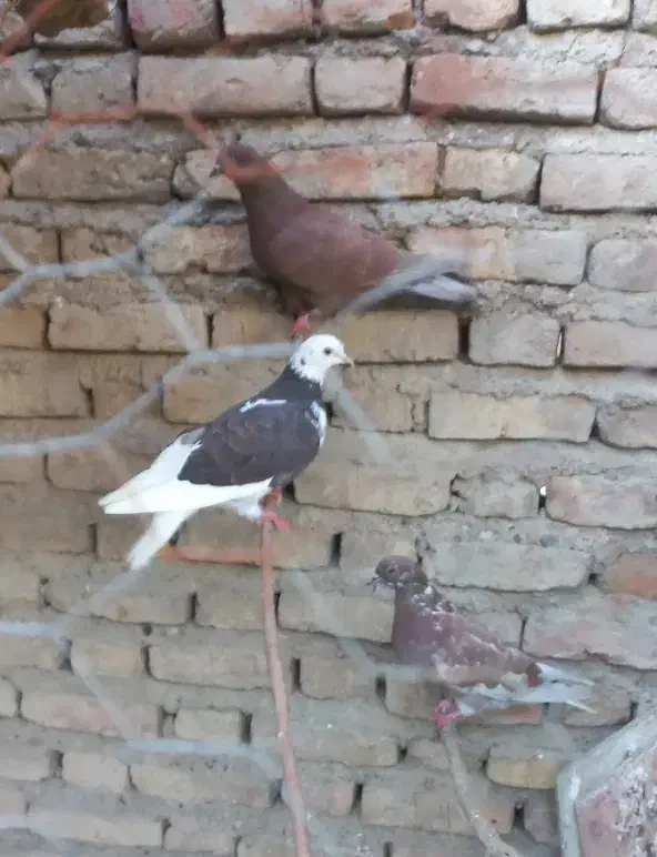 ۵عددکبوتردانه ای ۲۵۰|پرنده|آق قلا, |دیوار