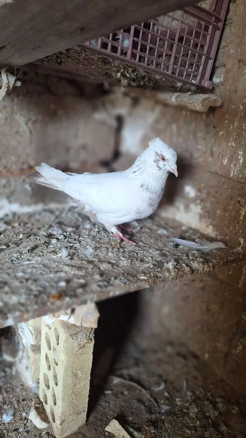 دوتا کبوتر دمبی کله ای|پرنده|شوشتر, |دیوار