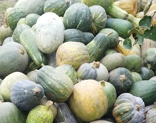 خوراک دام کدم ارگانیک|عمدهفروشی|عباسآباد, |دیوار