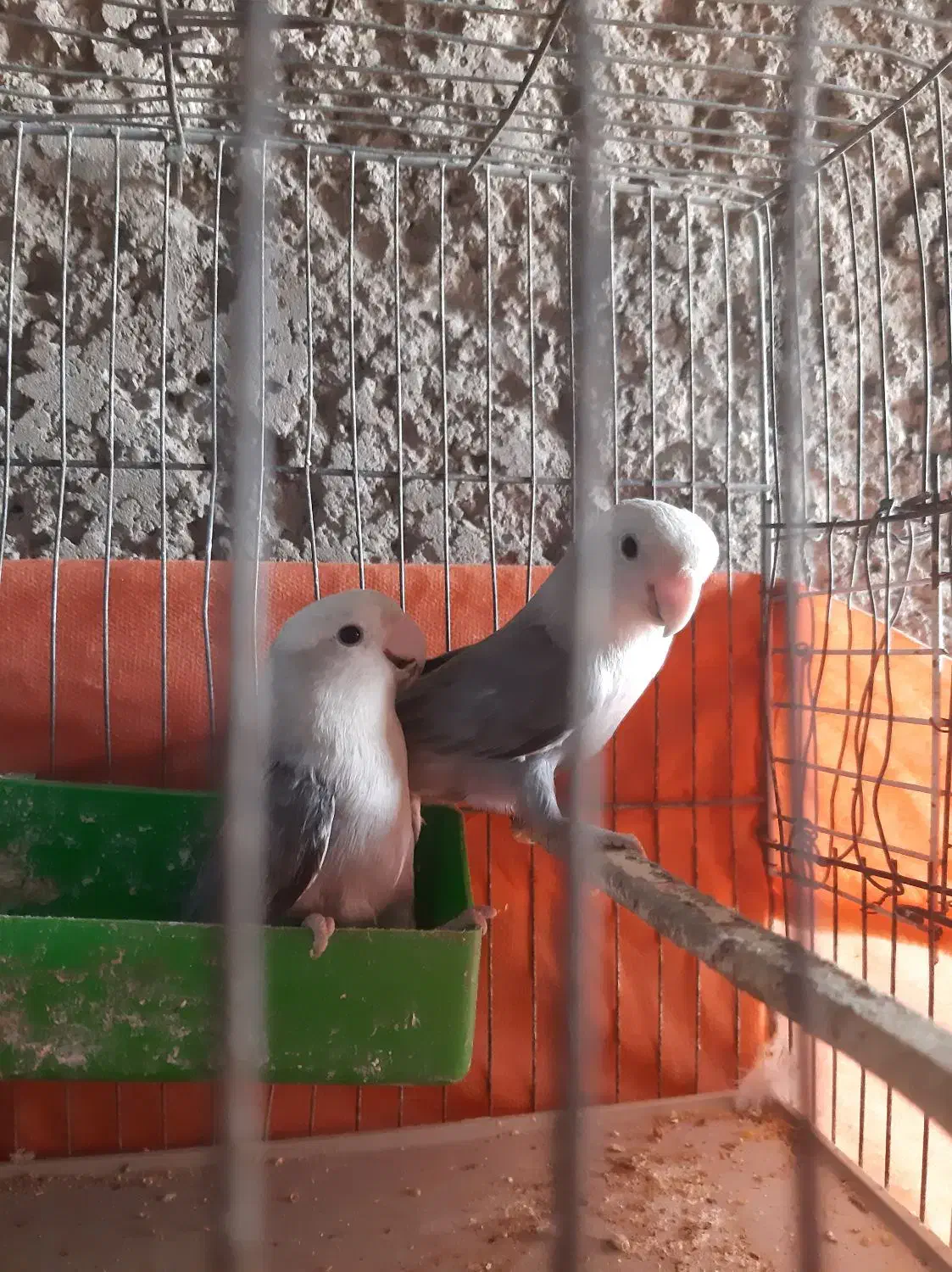 طوطی برزیلی|پرنده|خرمشهر, |دیوار