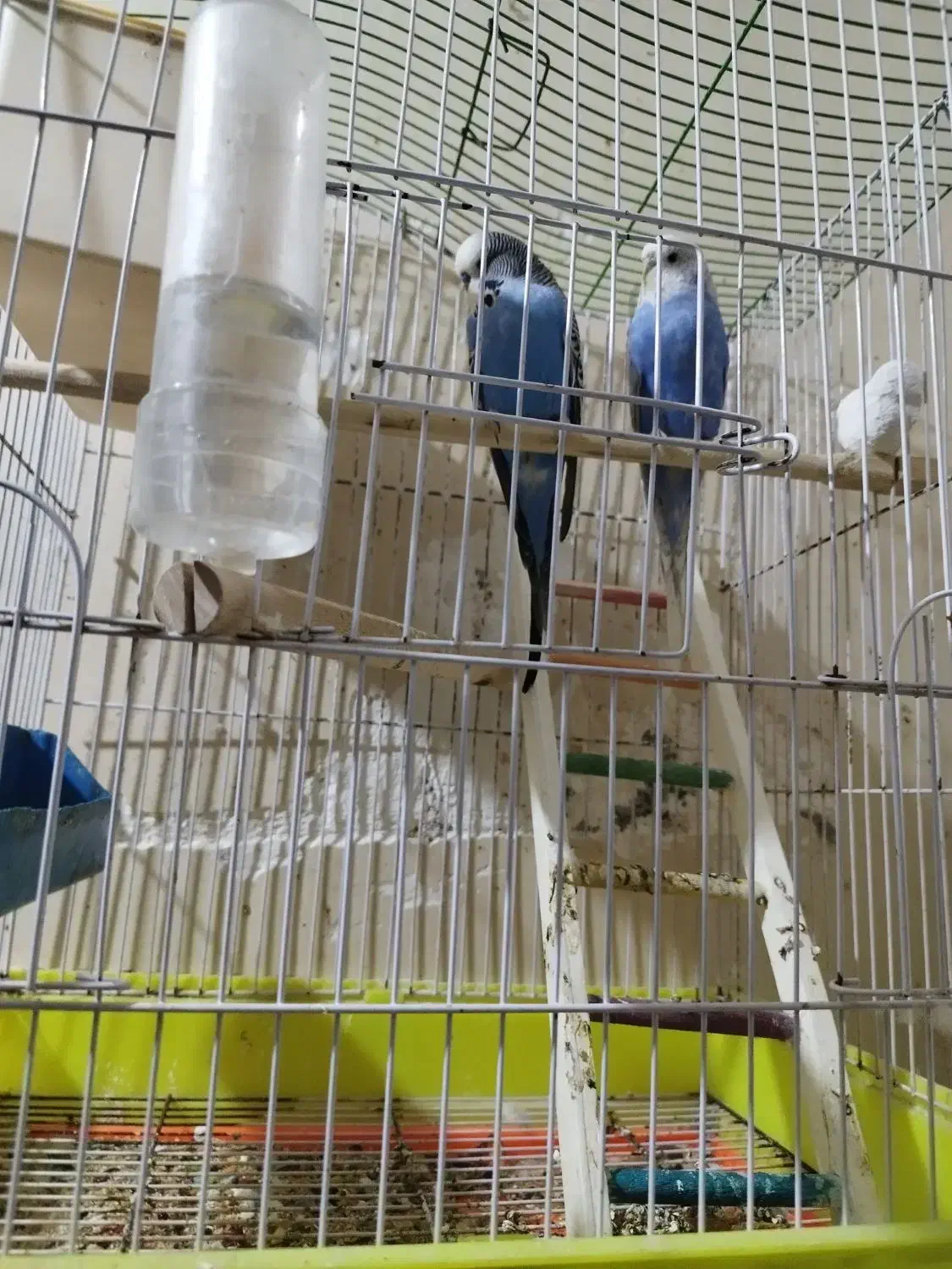 مرغ عشق|پرنده|خرمشهر, |دیوار