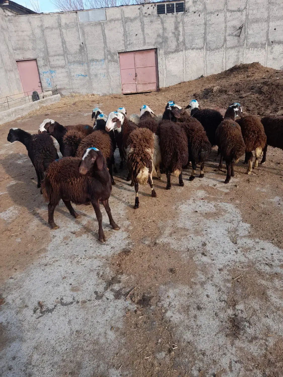 بره نر|حیوانات مزرعه|قره چای, |دیوار