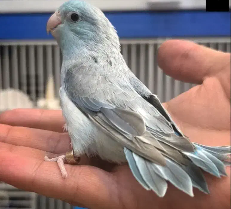 جفت طوطی پروتلت به ضمانت تخم|پرنده|بیرجند, |دیوار