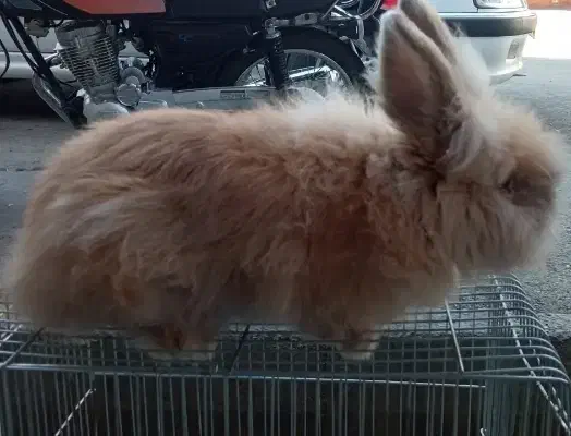 خرگوش لوپ هلندی|موش و خرگوش|تهران, هفت چنار|دیوار