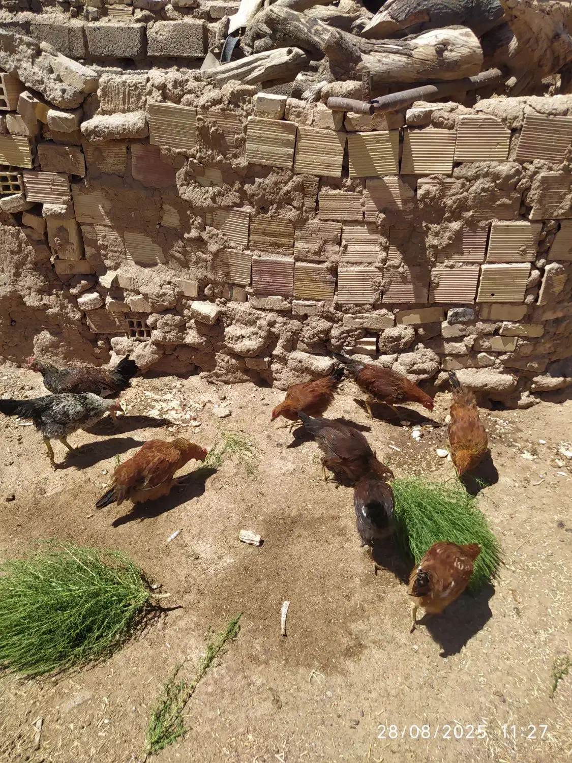 جوجه خروس معاوضه با کفتر|حیوانات مزرعه|سده (خراسان جنوبی), |دیوار