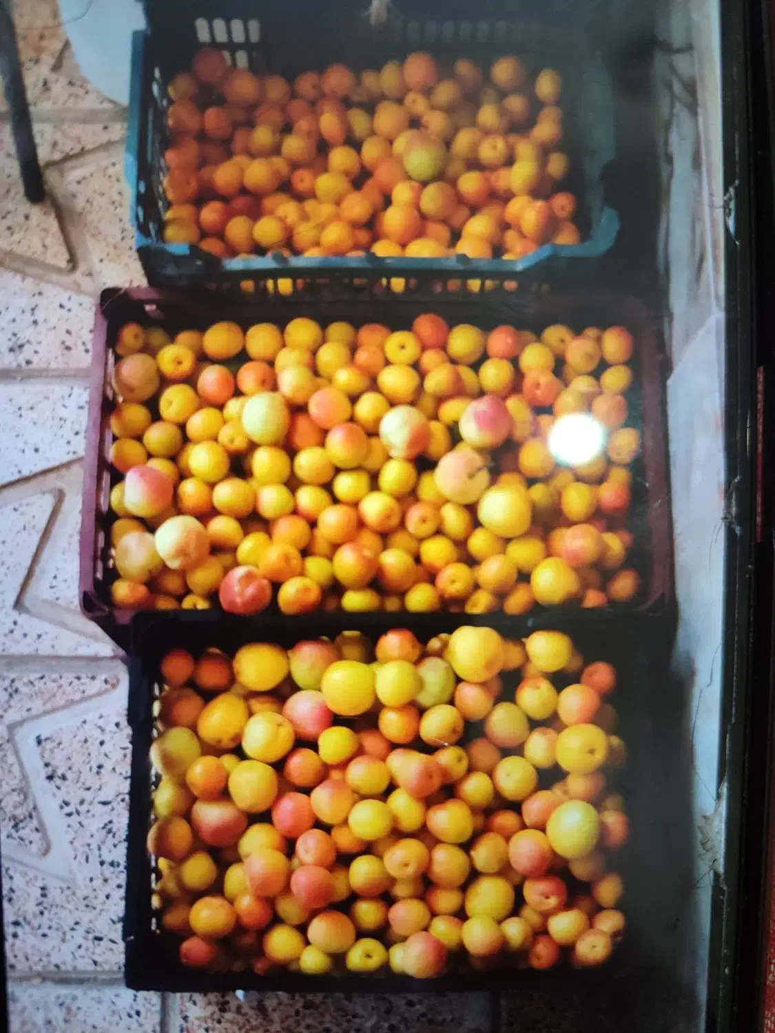 گاخ زرد الو عین عسل|خوردنی و آشامیدنی|میانه, |دیوار