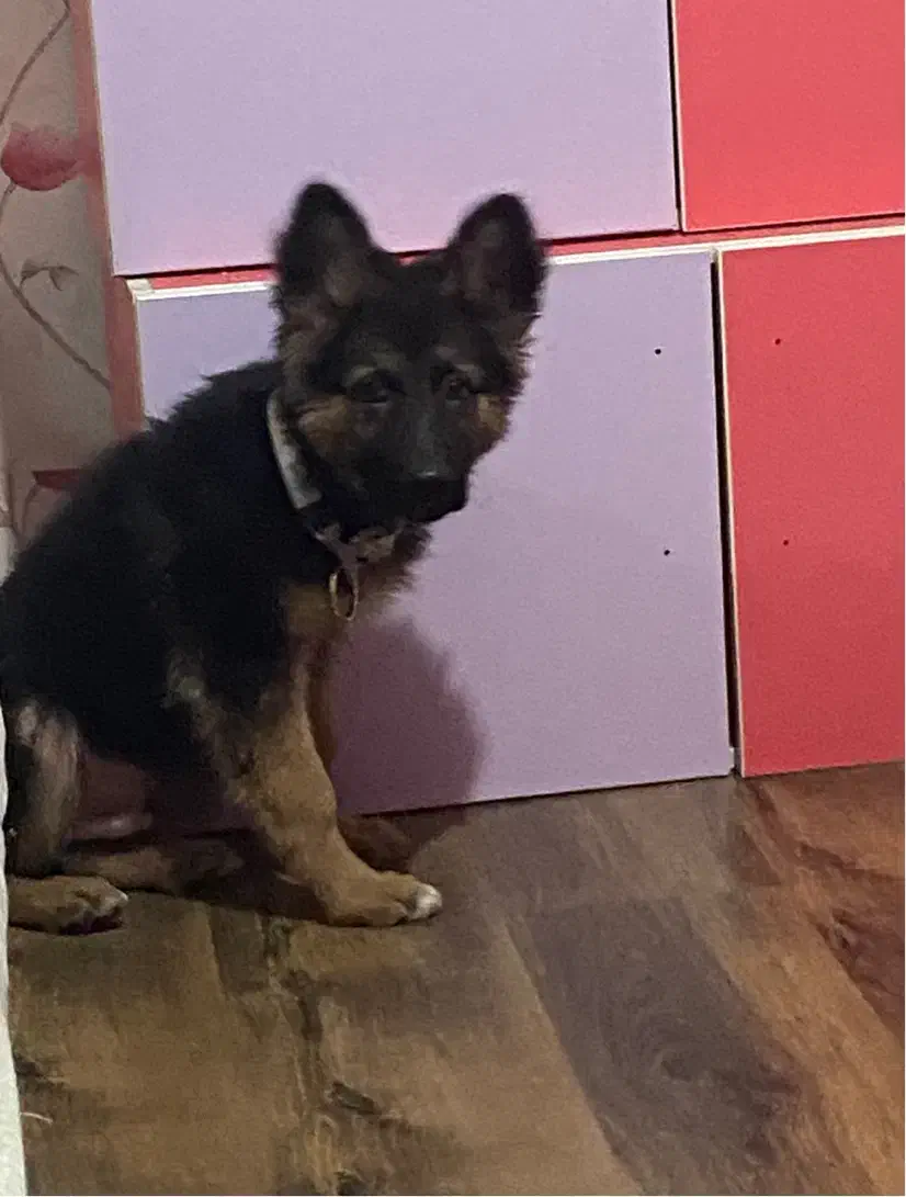 ژرمن شپرد|سگ|تهران, جنت‌آباد مرکزی|دیوار