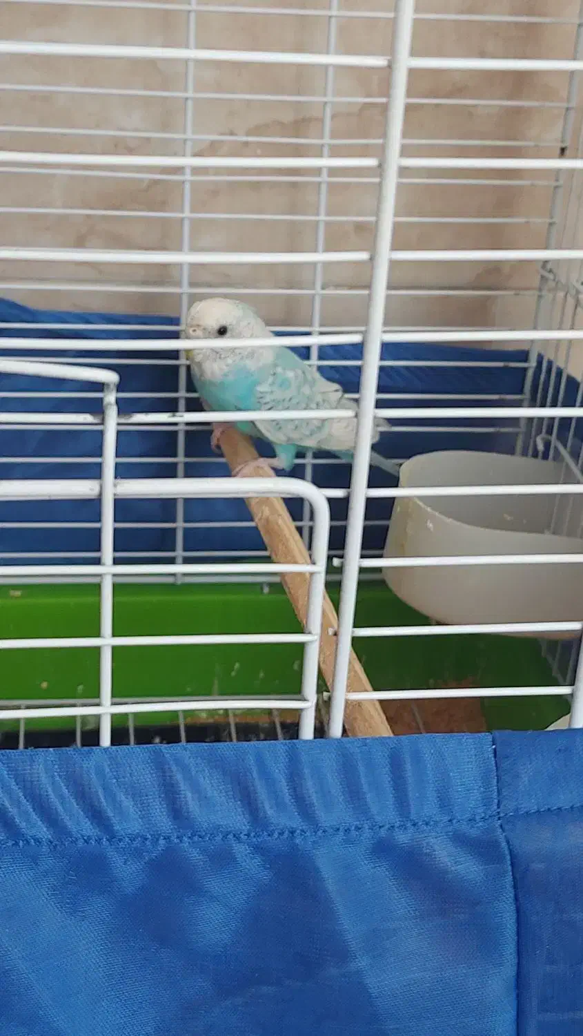 پرنده|پرنده|ابهر, |دیوار