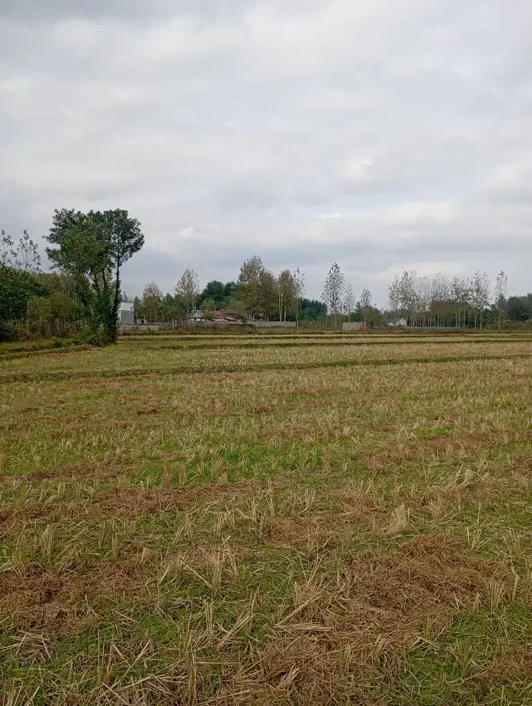 زمین شالیزاری شاندرمن|فروش دفتر صنعتی، کشاورزی، تجاری|شاندرمن, |دیوار