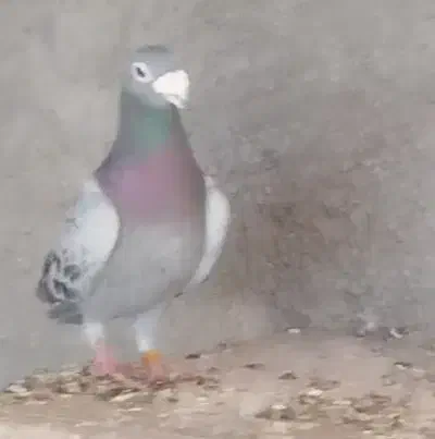 جفت700|پرنده|سلامی, |دیوار