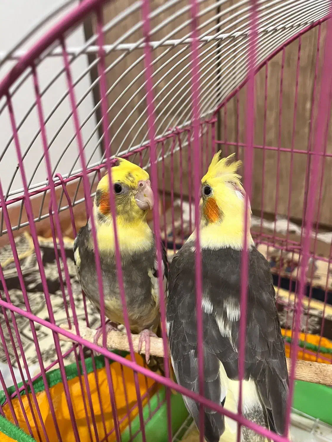 عروس هلندی|پرنده|کلاچای, |دیوار