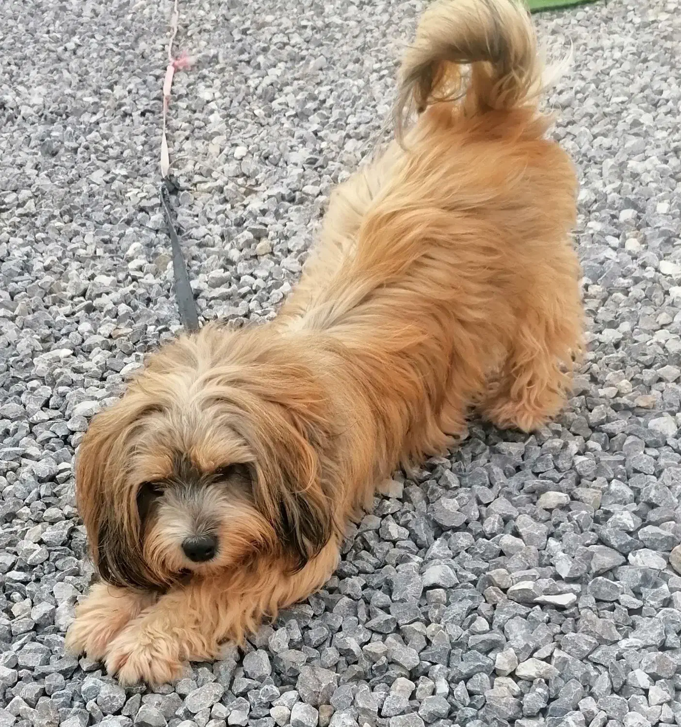 واگذاری سگ|سگ|بابلسر, |دیوار