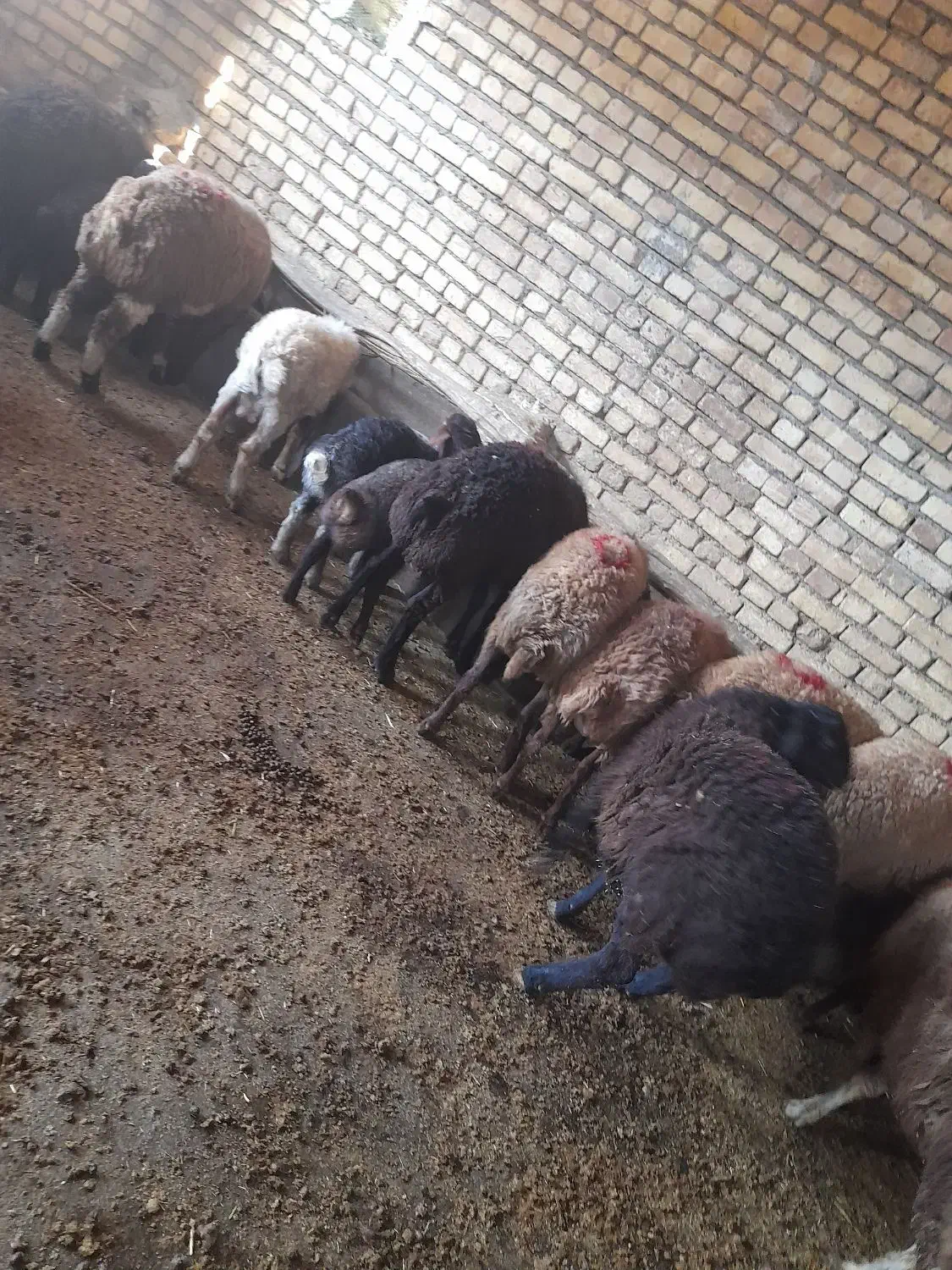 باسلام ده عددبره نر ،چاق|حیوانات مزرعه|صحنه, |دیوار