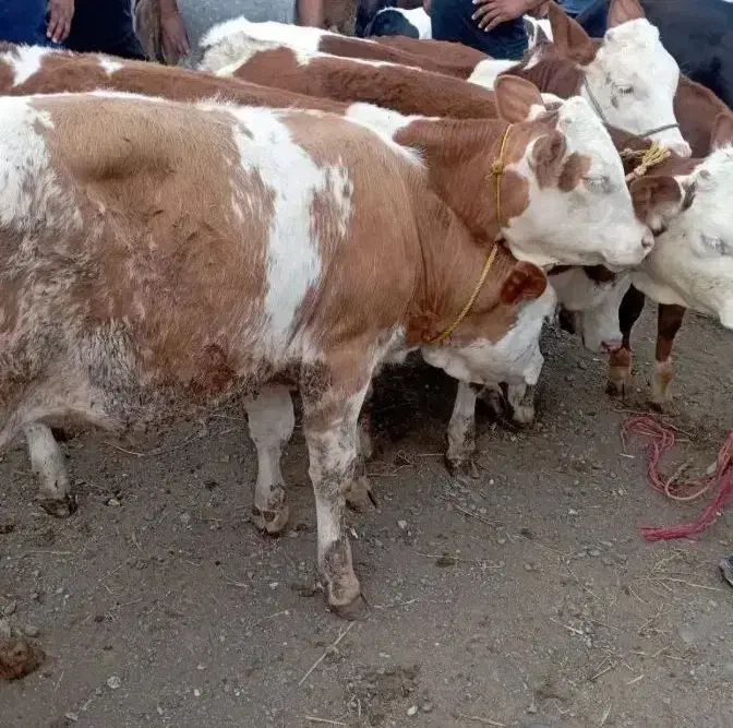 فروش فوق العاده|حیوانات مزرعه|جغتای, |دیوار