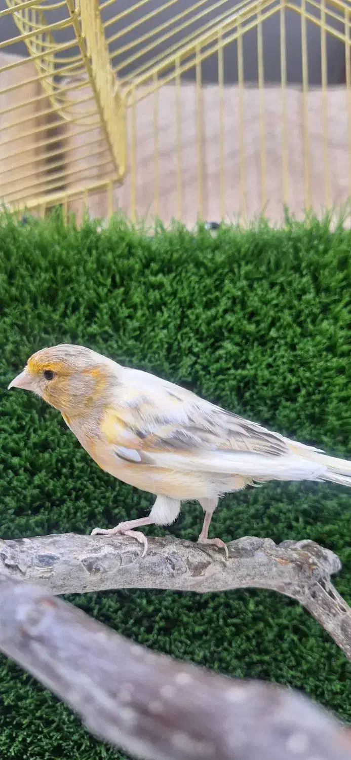 قناری|پرنده|ساوه, |دیوار