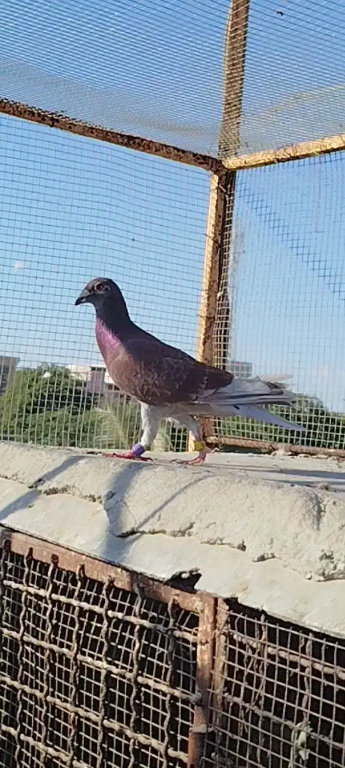 شکار دریا|پرنده|چابهار, |دیوار