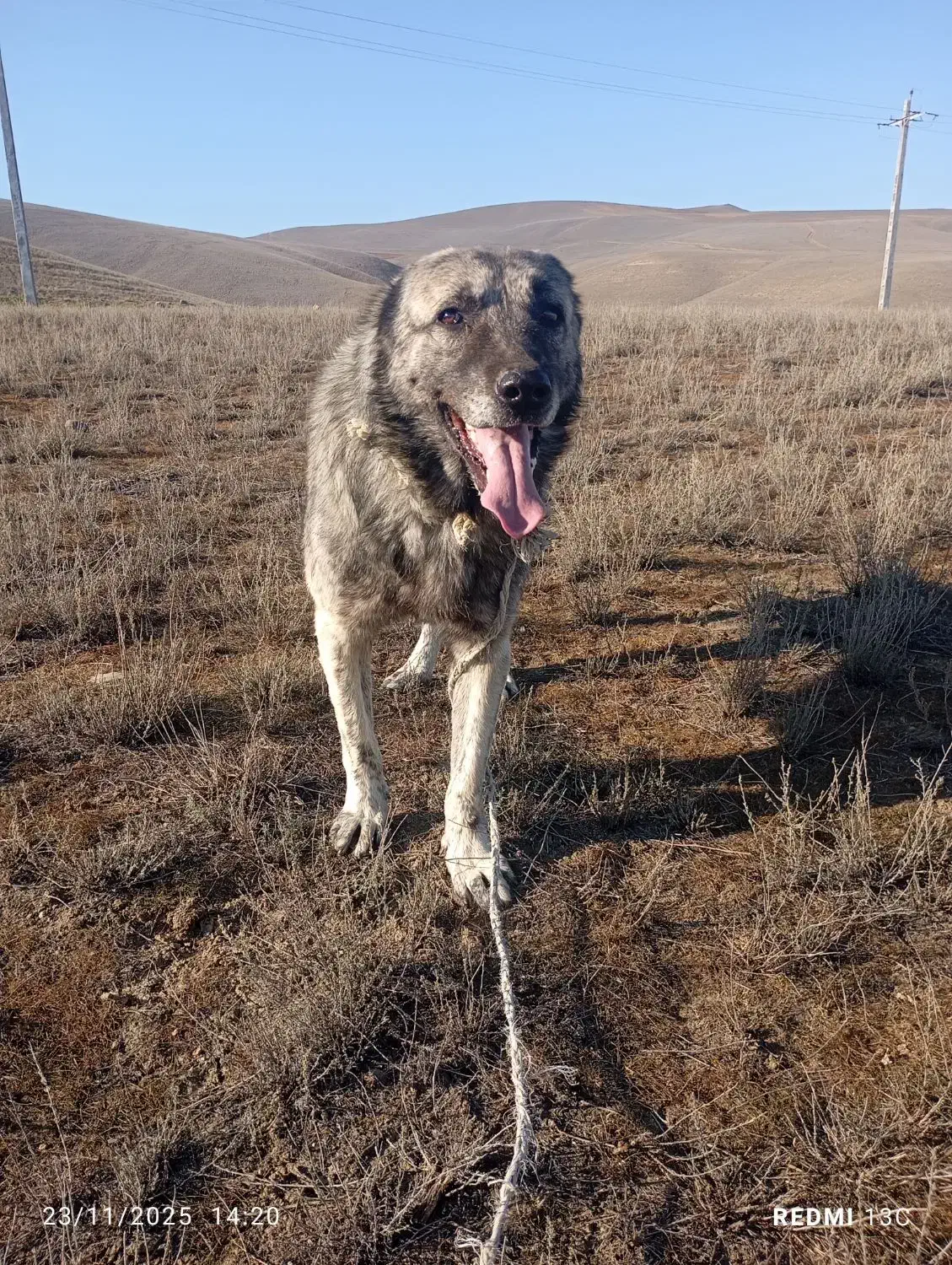 سگ نگهبان گله|سگ|بیله سوار, |دیوار