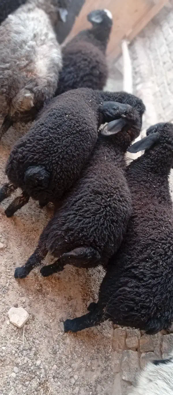 1عدد بره چاق درجه یک|حیوانات مزرعه|قم, تعویض پلاک|دیوار