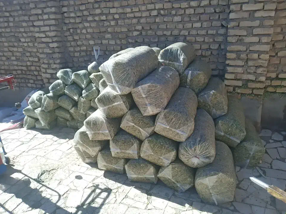 ذرت علوفه ای|حیوانات مزرعه|سیرجان, |دیوار