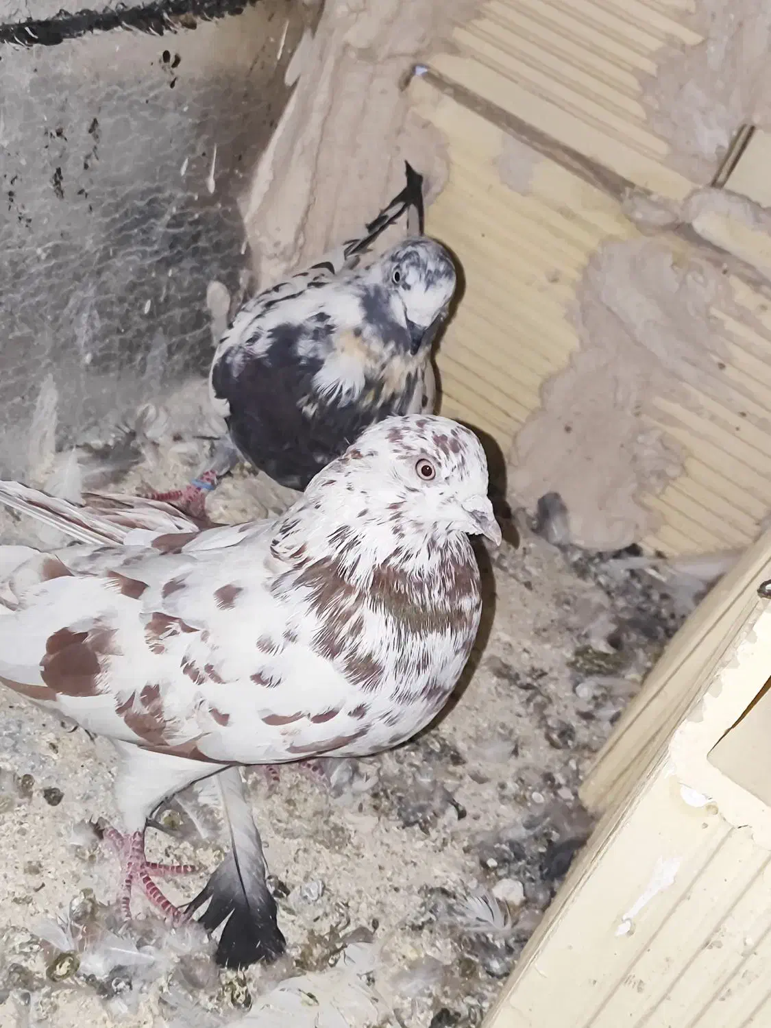 کبوتر|پرنده|بومهن, |دیوار