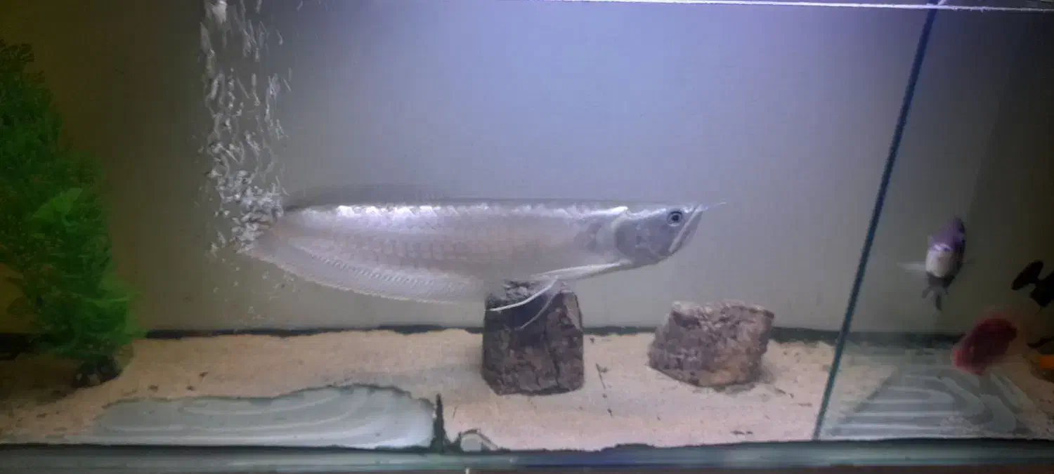 ماهی آروانا سیلور|ماهی|شاهینشهر, شهرک میلاد|دیوار