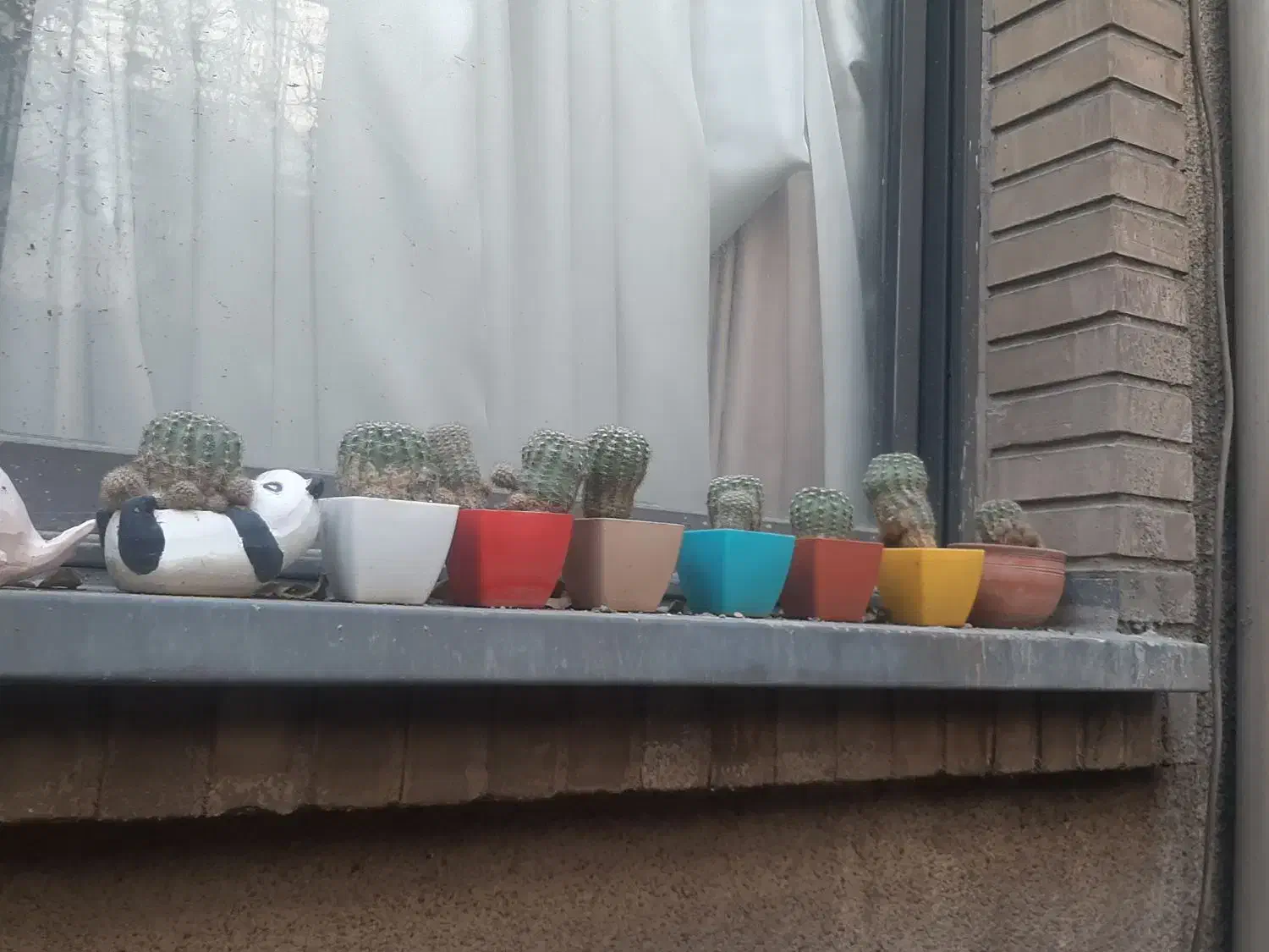 ۶۰ عدد کاکتوس با گلدان های متفاوت همه باهم|گل و گیاه طبیعی|تهران, تهرانپارس غربی|دیوار