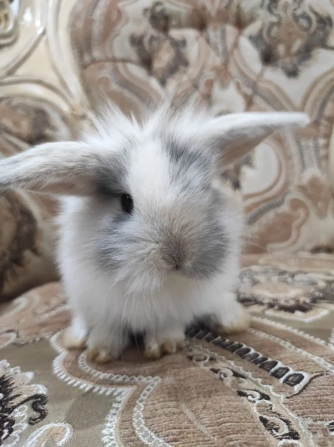 خرگوش لوپ زیبا|موش و خرگوش|هشتگرد, فاز ۳ مهستان|دیوار