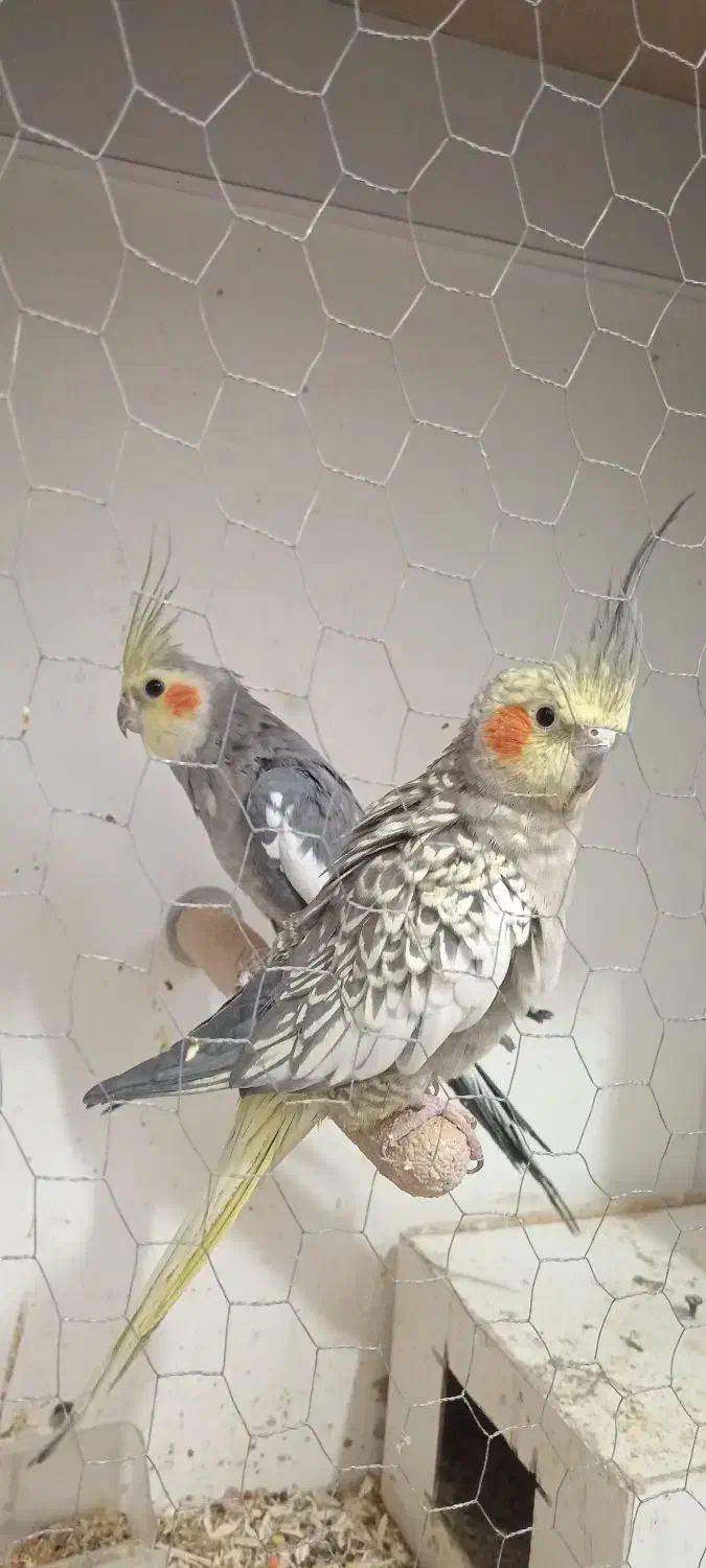 عروس هلندی|پرنده|سبزوار, جوادیه غربی|دیوار