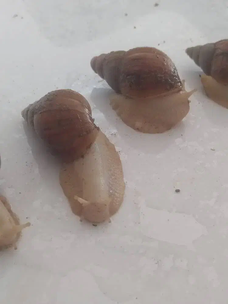 حلزون|خزنده|کرج, عظیمیه|دیوار